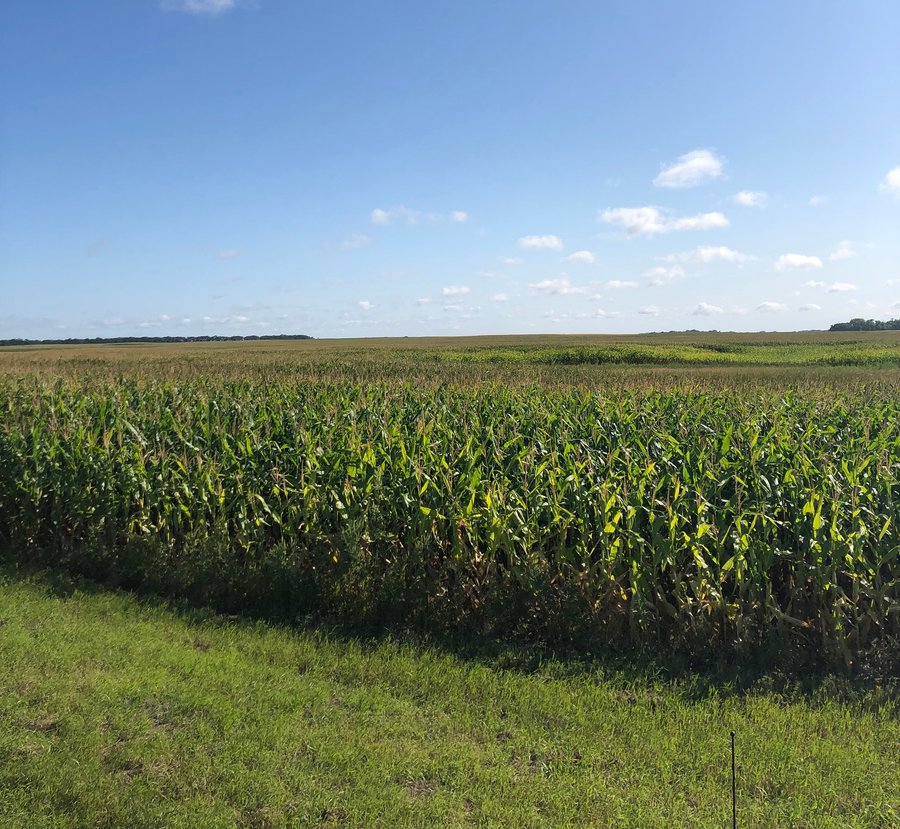 LAND AUCTION - 480+/- ACRES IN 3 TRACTS IN STEELE COUNTY, NORTH DAKOTA